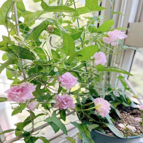 缠枝藤牡丹重瓣花苗盆栽带花苞根茎花园爬藤蔓植物多年生耐寒花卉 - 图2