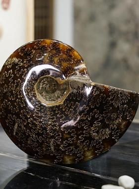 天然简约螺化玉菊螺化石家居桌面摆饰装饰品时尚收藏送礼摆件