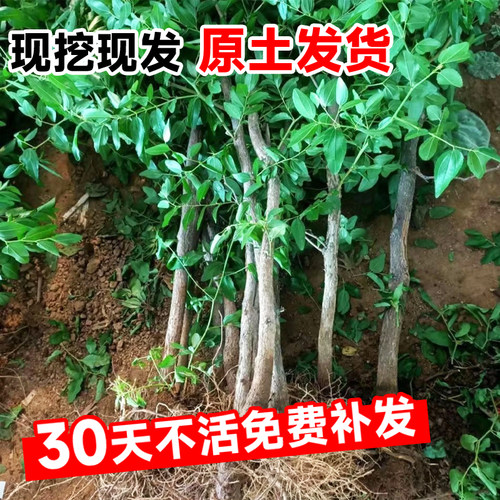 枣树活苗大枣超甜特大号沾化冬枣果树苗盆栽庭院地栽大树嫁接果苗 - 图2