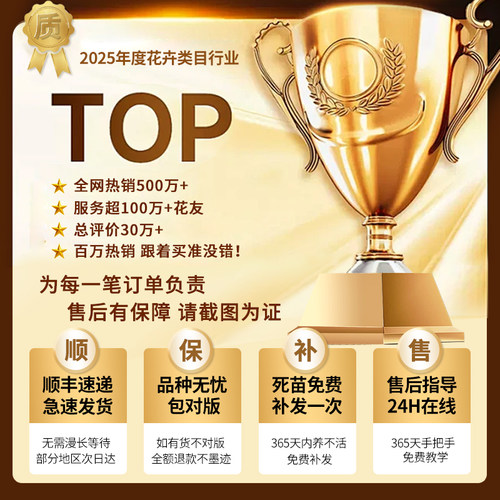 枣树活苗大枣超甜特大号沾化冬枣果树苗盆栽庭院地栽大树嫁接果苗 - 图3