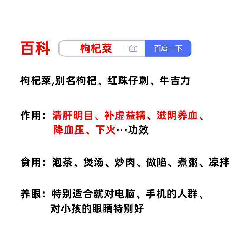 【滋阴养血】枸杞树苗大叶食用枸杞叶菜苗子种植盆栽四季新鲜蔬菜,淘宝优惠券,粉丝福利购,淘宝优惠卷