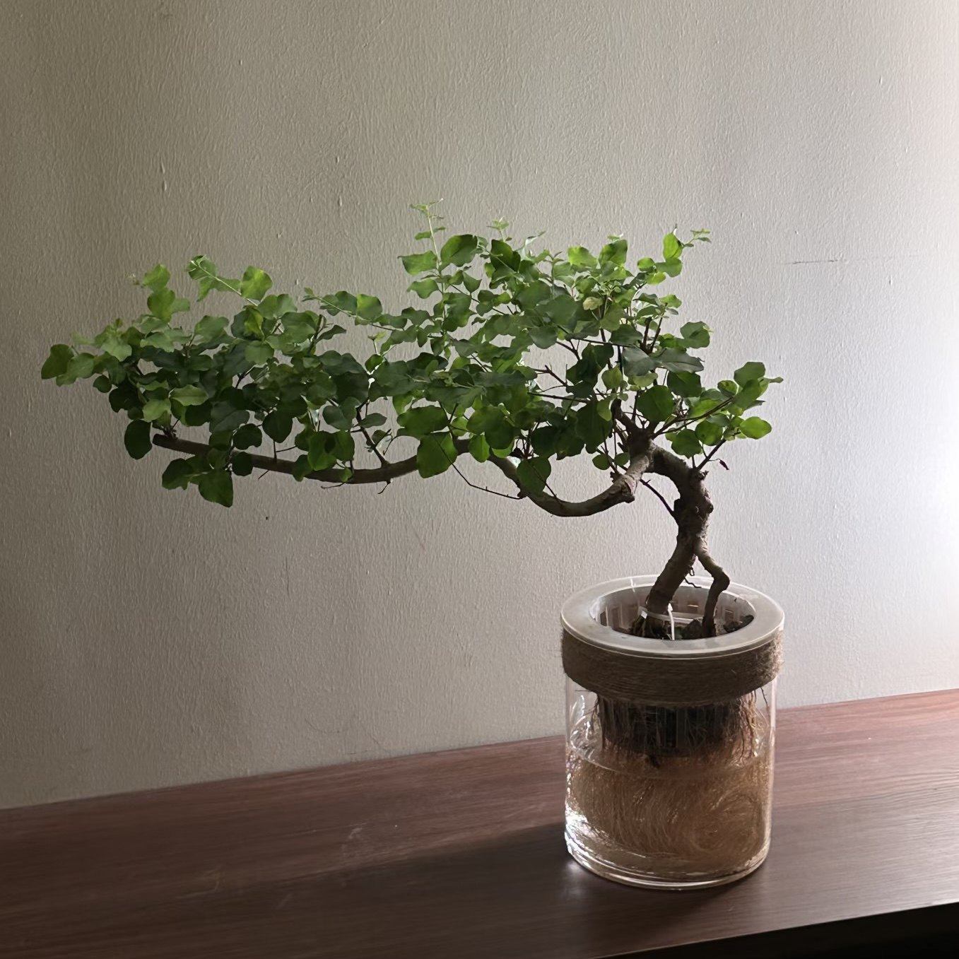 水培植物小叶女贞鲜切枝花卉绿植绿叶居家软装茶桌摆件阳台易成活,淘宝优惠券,粉丝福利购,淘宝优惠卷