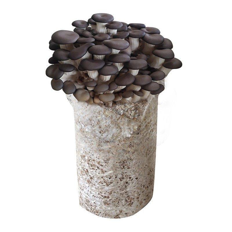 蘑菇种植菌包食用菌黑平菇香菇种子袋装栽培多肉园艺蘑菇盆栽菌棒,淘宝优惠券,粉丝福利购,淘宝优惠卷