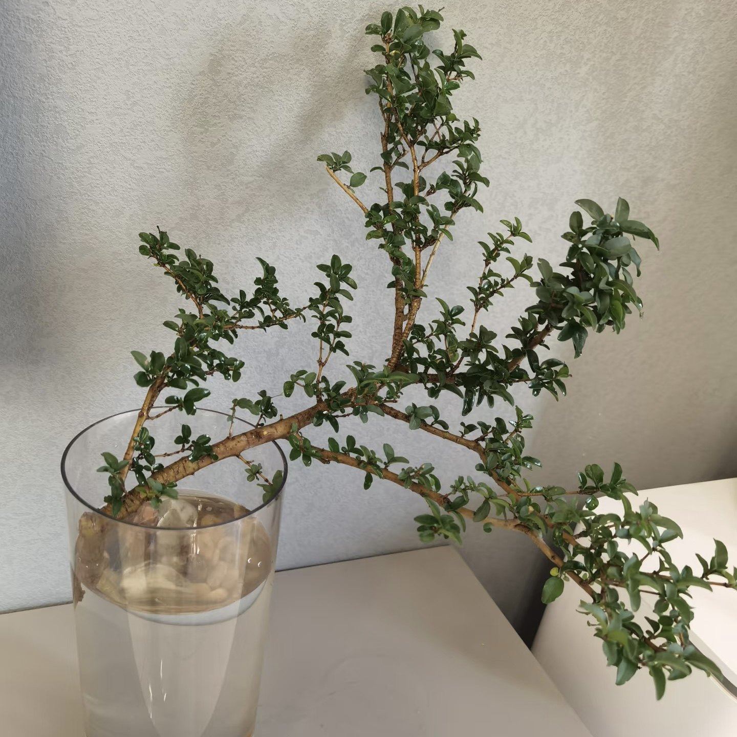 水培植物小叶女贞鲜切枝花卉绿植绿叶居家软装茶桌摆件阳台易成活,淘宝优惠券,粉丝福利购,淘宝优惠卷