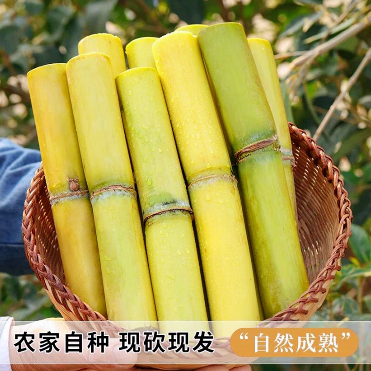 正宗云南黄金甘蔗新鲜批发10斤当季水果脆甜多汁黄皮甘蔗农家自种,淘宝优惠券,粉丝福利购,淘宝优惠卷