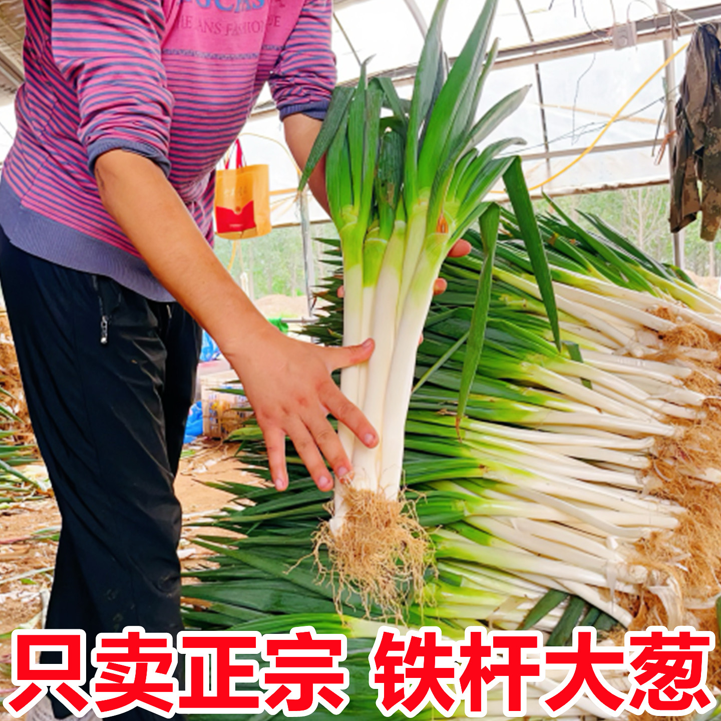 山东正宗章丘铁杆大葱新鲜10斤整箱蔬菜批发甜葱当季嫩葱新葱整箱,淘宝优惠券,粉丝福利购,淘宝优惠卷