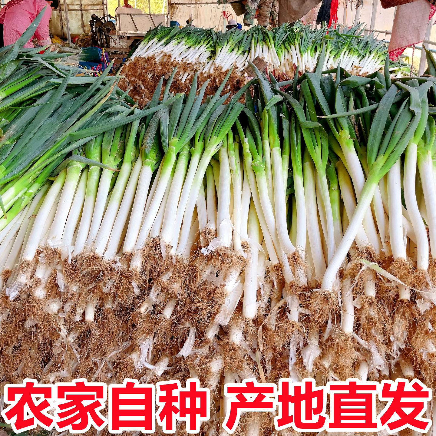 山东正宗章丘铁杆大葱新鲜10斤整箱蔬菜批发甜葱当季嫩葱新葱整箱,淘宝优惠券,粉丝福利购,淘宝优惠卷