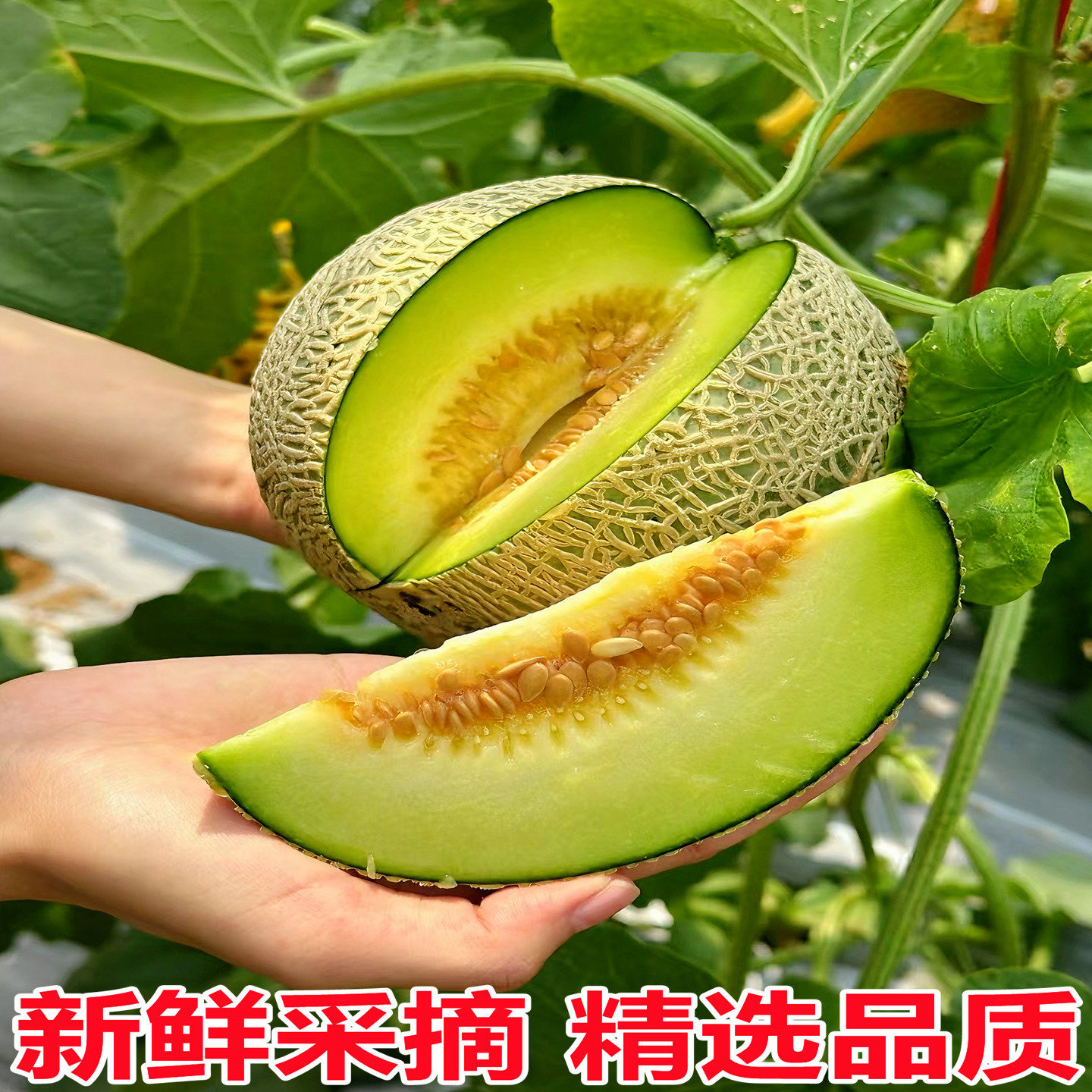 正宗山东网纹蜜瓜玫珑蜜瓜日本静冈冰淇淋甜瓜10斤新鲜水果哈密瓜,淘宝优惠券,粉丝福利购,淘宝优惠卷