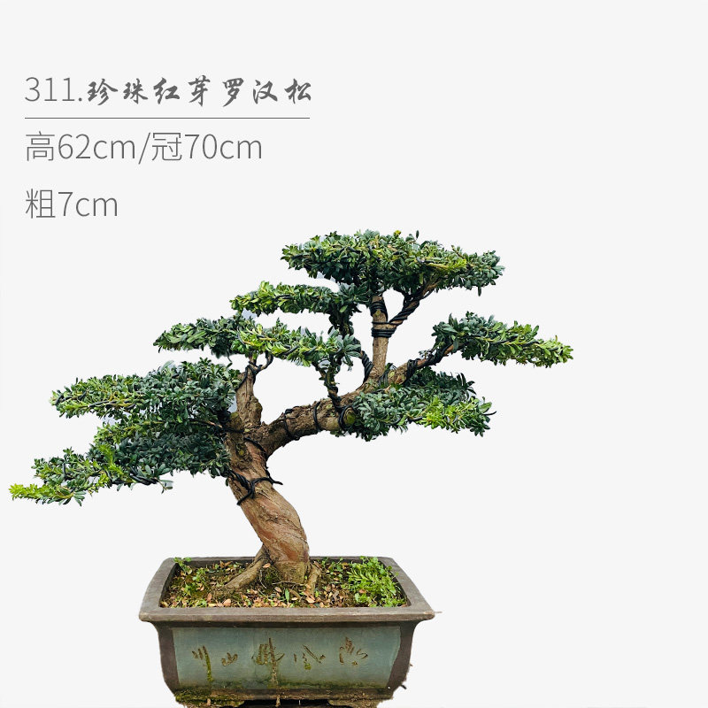 珍珠红芽罗汉松 高端罗汉松盆景 随园,淘宝优惠券,粉丝福利购,淘宝优惠卷