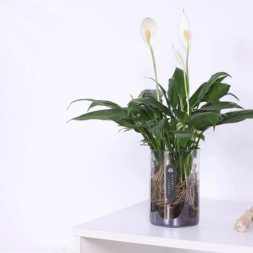 心森岚美酒白掌花卉一帆风顺绿植水培好养室内水养客厅植物盆栽 - 图0