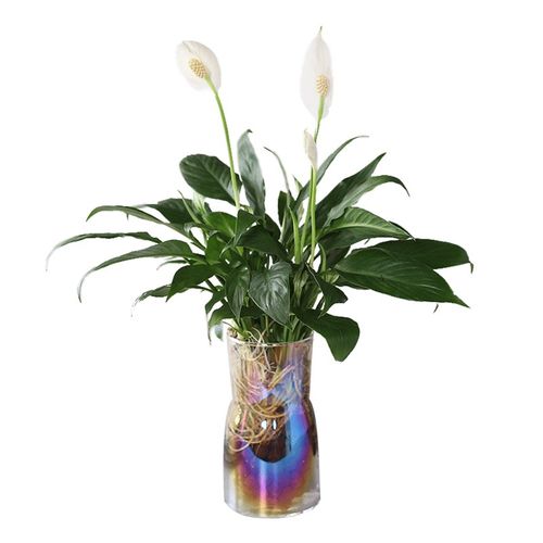 心森岚美酒白掌花卉一帆风顺绿植水培好养室内水养客厅植物盆栽 - 图3