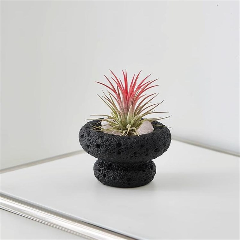 空气凤梨室内懒人好养小盆栽香薰创意趣味桌面绿植办公室植物送礼 - 图0