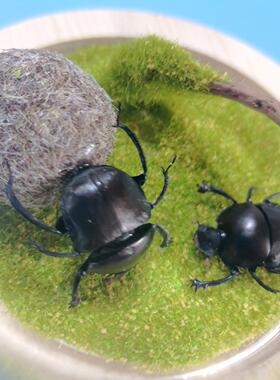 真蝴蝶标本 昆虫标本蝴蝶DIY特色创意 七夕妇女节礼品 立体摆件