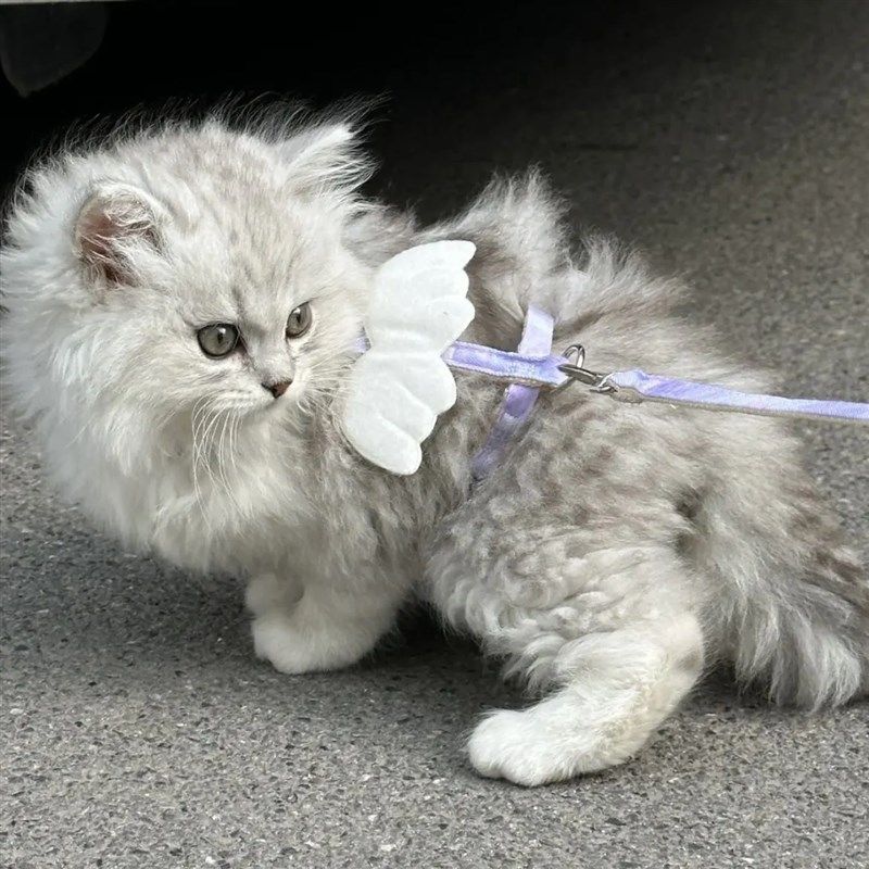 猫咪牵引绳天使翅膀新款公主风可调节防挣脱小猫外出专用宠物用品,淘宝优惠券,粉丝福利购,淘宝优惠卷