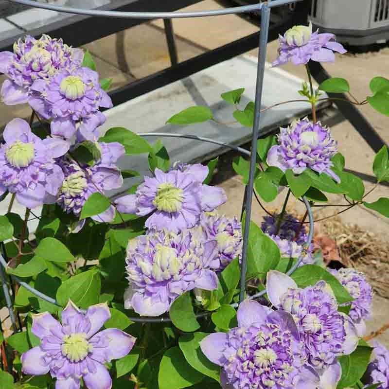 蓝光铁线莲花苗庭院爬藤攀援植物花卉阳台盆栽好养绿植大花四季,淘宝优惠券,粉丝福利购,淘宝优惠卷