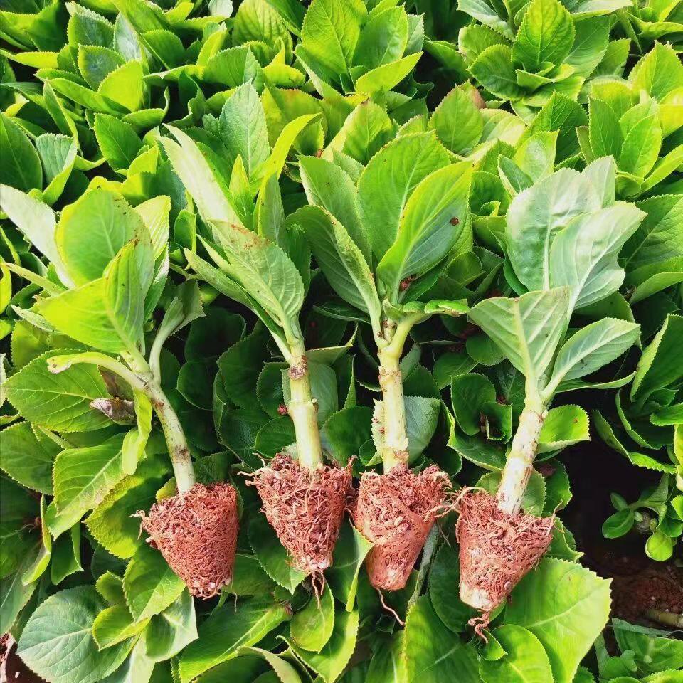 云南直发绣球花苗小苗10棵装无尽夏夏季易活室内阳台盆栽植物花卉,淘宝优惠券,粉丝福利购,淘宝优惠卷