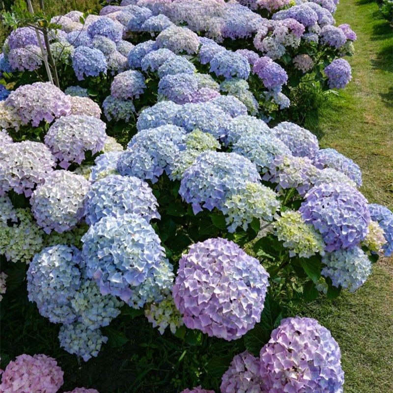 花手鞠绣球花苗无尽夏盆栽大苗多年生花卉盆栽庭院阳台红花好养活,淘宝优惠券,粉丝福利购,淘宝优惠卷