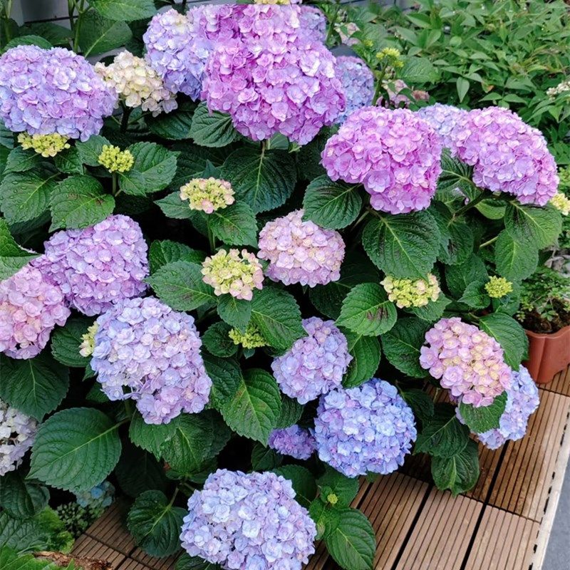 花手鞠绣球花苗无尽夏盆栽大苗多年生花卉盆栽庭院阳台红花好养活,淘宝优惠券,粉丝福利购,淘宝优惠卷