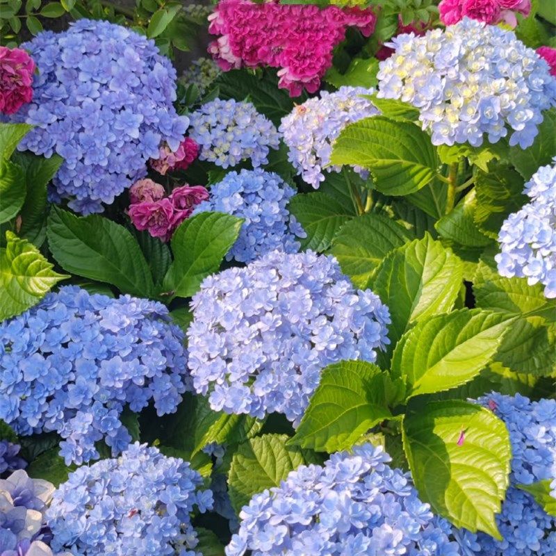 花手鞠绣球花苗无尽夏盆栽大苗多年生花卉盆栽庭院阳台红花好养活,淘宝优惠券,粉丝福利购,淘宝优惠卷