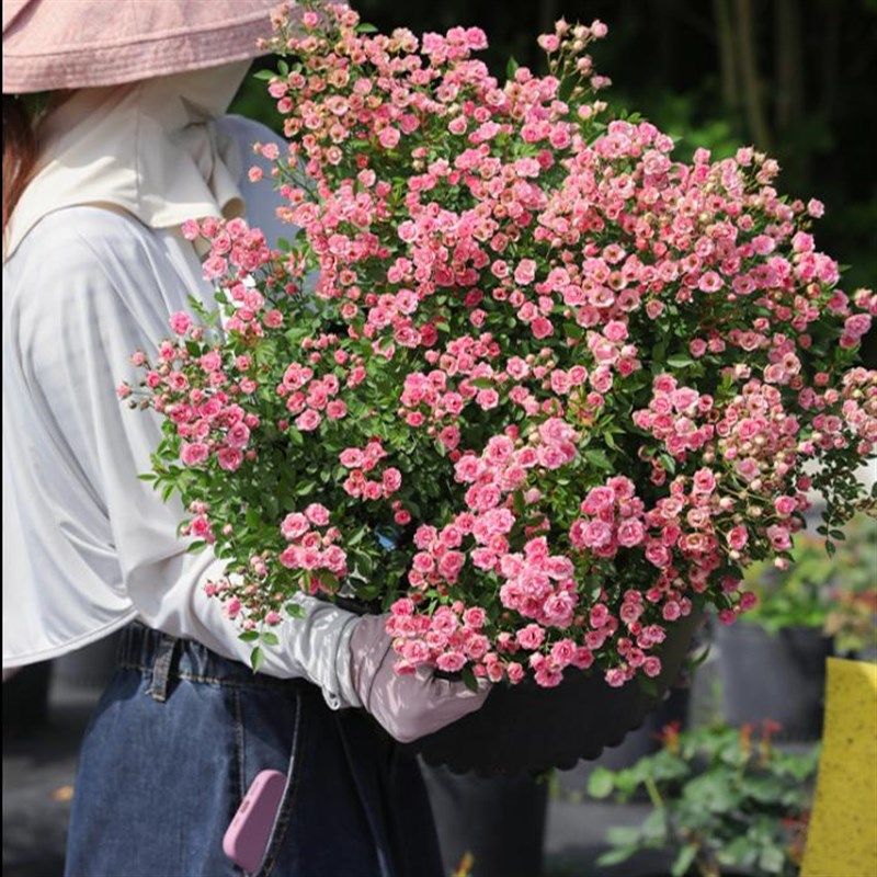 超微满天星月季花苗开花玫瑰小苗四季盆栽花卉爬藤植物蔷薇树绿植,淘宝优惠券,粉丝福利购,淘宝优惠卷