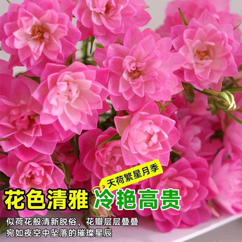 天荷繁星月季花苗特大花盆栽爬藤月季藤本月季果汁阳台棒棒糖植物,淘宝优惠券,粉丝福利购,淘宝优惠卷