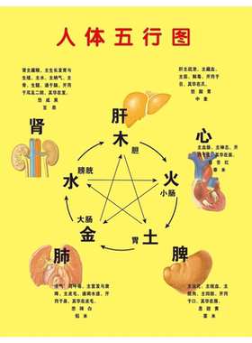 人体内脏解剖系统示意图海报医学宣传挂图人体器官心脏结构图展板