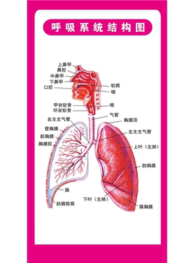 人体内脏解剖系统示意图医学宣传挂图人体器官消化系统结构图海报