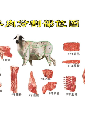 肥羊酮体分割图海报展板羊肉分切部分位图羊肉分割部位图墙贴墙纸
