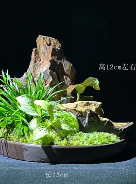 金钱菖蒲盆景菖蒲草苔藓虎须紫砂花盆茶桌办公桌面小盆栽绿植花衯