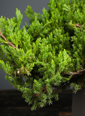 新真树迎客松朵磁悬浮地柏盆景玄关客厅办公室造景装饰