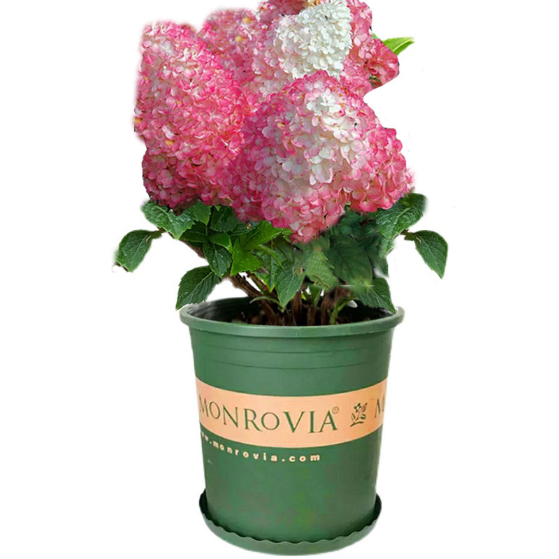 圆锥绣球香草草莓石灰灯夏日美人北极熊耐寒阳台庭院大苗加仑diss,淘宝优惠券,粉丝福利购,淘宝优惠卷