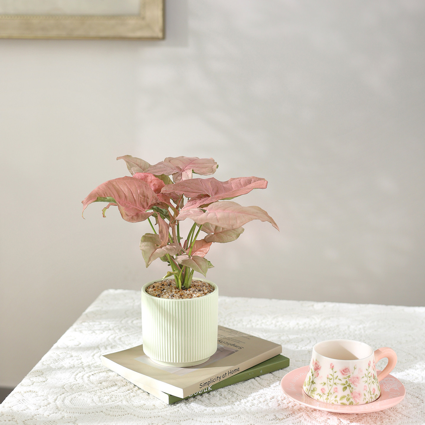 红粉佳人合果芋竹芋盆栽办公室桌面室内客厅花卉绿植四季观叶植物,淘宝优惠券,粉丝福利购,淘宝优惠卷