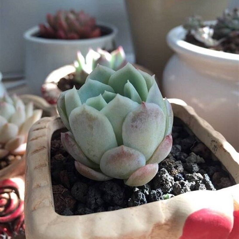 天然黑色火山石多肉铺面石颗粒水族造景伴土富士砂黑钢砂黑火山石,淘宝优惠券,粉丝福利购,淘宝优惠卷