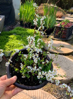 室内外耐寒好养的花卉盆栽喷雪花耐热庭院阳台种植雪柳垂吊绿植物