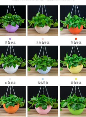 个装半挂盆吊盆悬挂式大号吊兰绿萝卉绿植挂盆垂挂钩