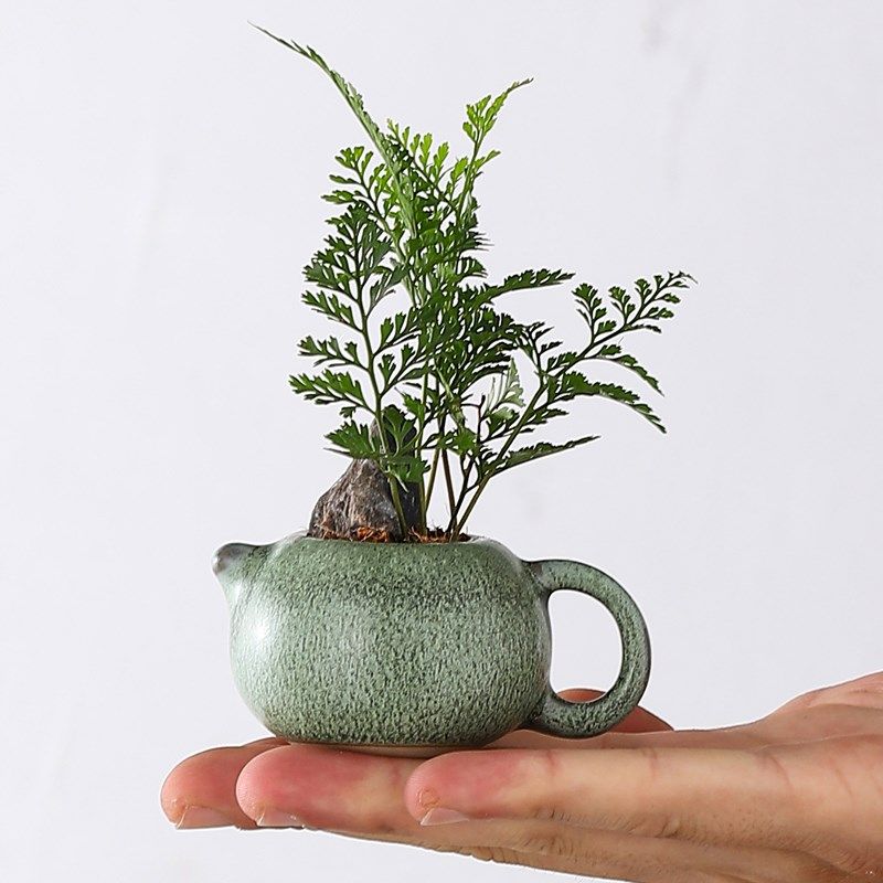 指尖盆栽狼尾蕨景迷你植物耐阴好养盆栽室内绿植花卉桌面小摆件,淘宝优惠券,粉丝福利购,淘宝优惠卷