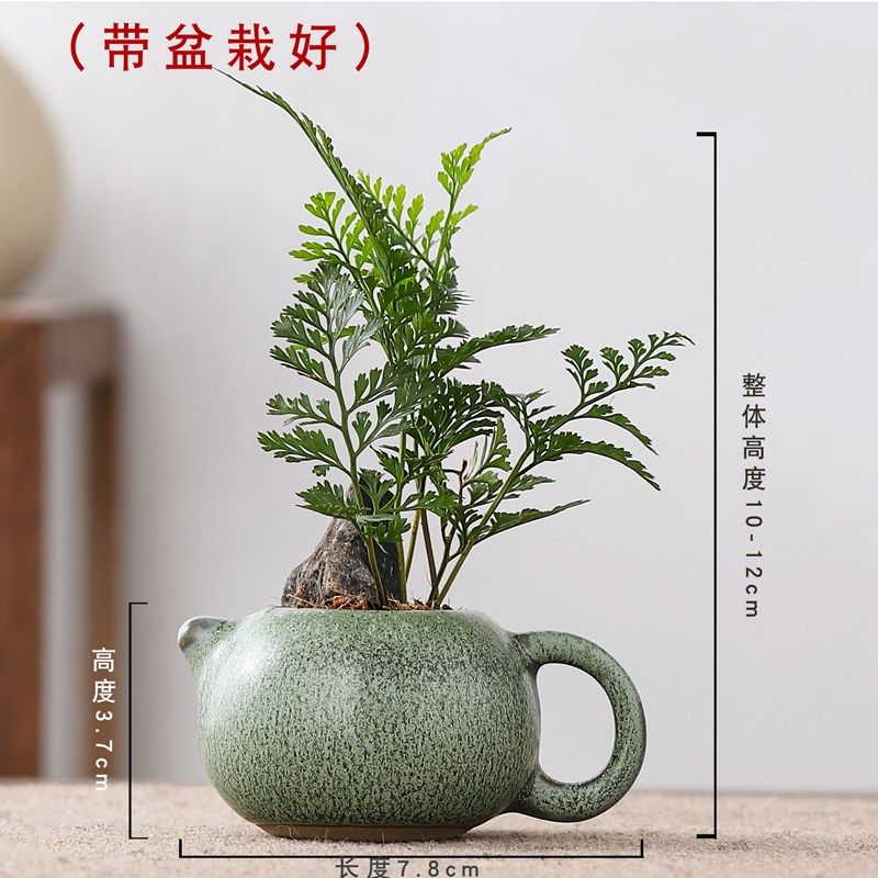 指尖盆栽狼尾蕨景迷你植物耐阴好养盆栽室内绿植花卉桌面小摆件,淘宝优惠券,粉丝福利购,淘宝优惠卷