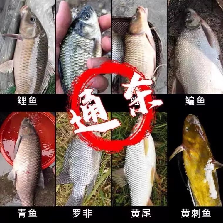 多巴盐鱼类饥饿激素秋冬高浓DMPT钓鱼小药野钓鲫鱼鲤鱼草鱼添加剂,淘宝优惠券,粉丝福利购,淘宝优惠卷