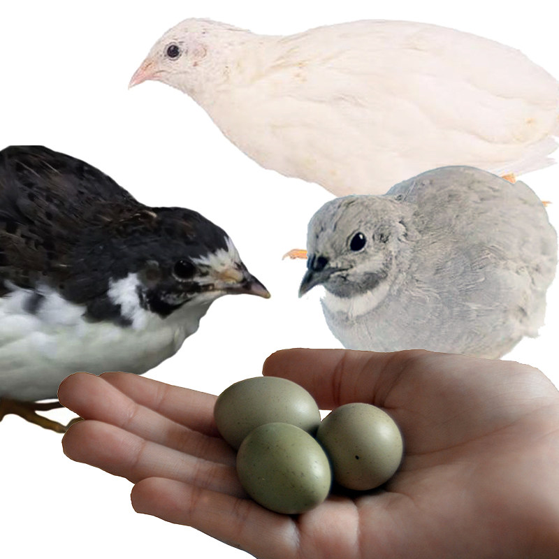 德系变异宠物鸡种蛋受精蛋可孵化蛋礼服纯白瓦灰网红阳台迷你鹌鹑,淘宝优惠券,粉丝福利购,淘宝优惠卷