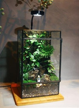 创意送礼办公室内客厅桌面苔藓微景D观盆景好养鲜活绿植生态瓶盆