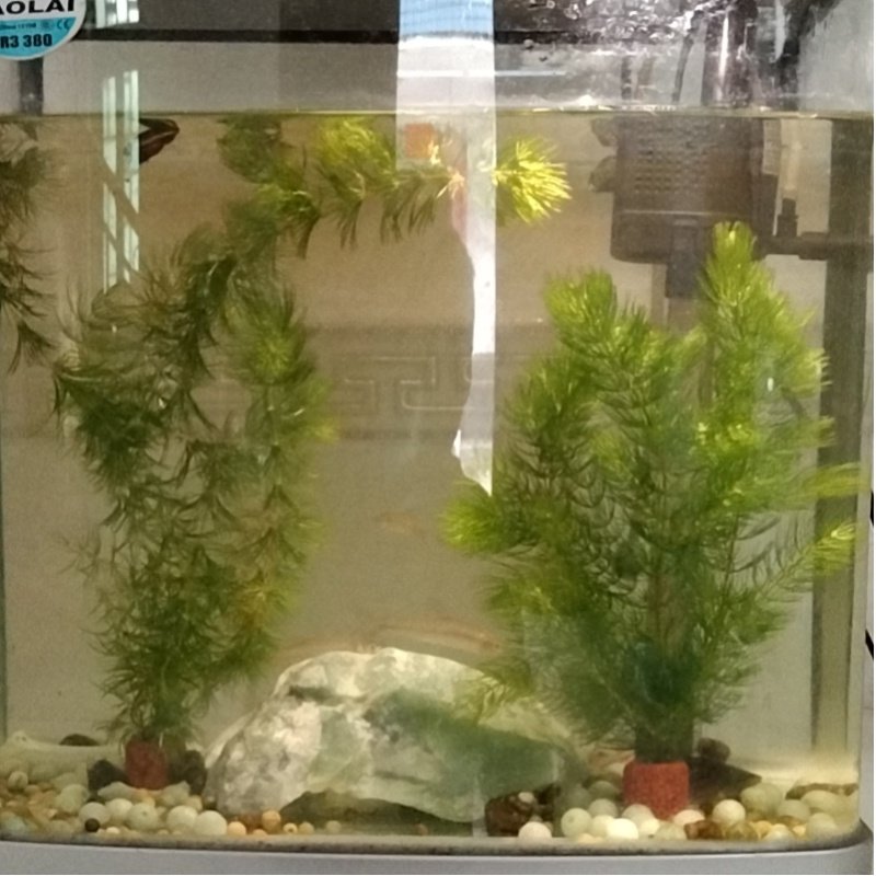 金鱼藻水草淡水植物水族箱鱼缸造景繁殖四季常青净化水质好养易活,淘宝优惠券,粉丝福利购,淘宝优惠卷