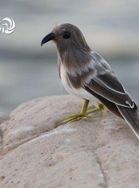 仿真小鸟彩色真羽毛摆件鸟笼装饰摄影道具麻雀庭院橱窗模型工艺品