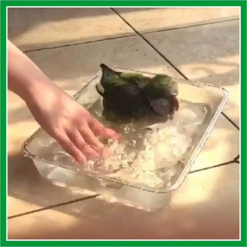 鹦鹉浴盆浴缸泡澡洗澡盆鸟用洗澡盒浴盆芦丁鸡超大洗澡缸洗澡盒,淘宝优惠券,粉丝福利购,淘宝优惠卷