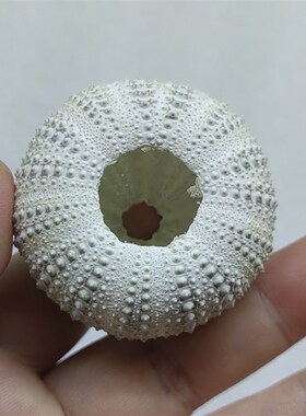 栗沙石海胆壳收藏摆件鱼缸造景装饰品家居饰品