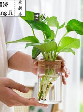 情绪稳定花瓶透明简约创意水培植物玻璃花瓶水培黄金葛九里香罗汉