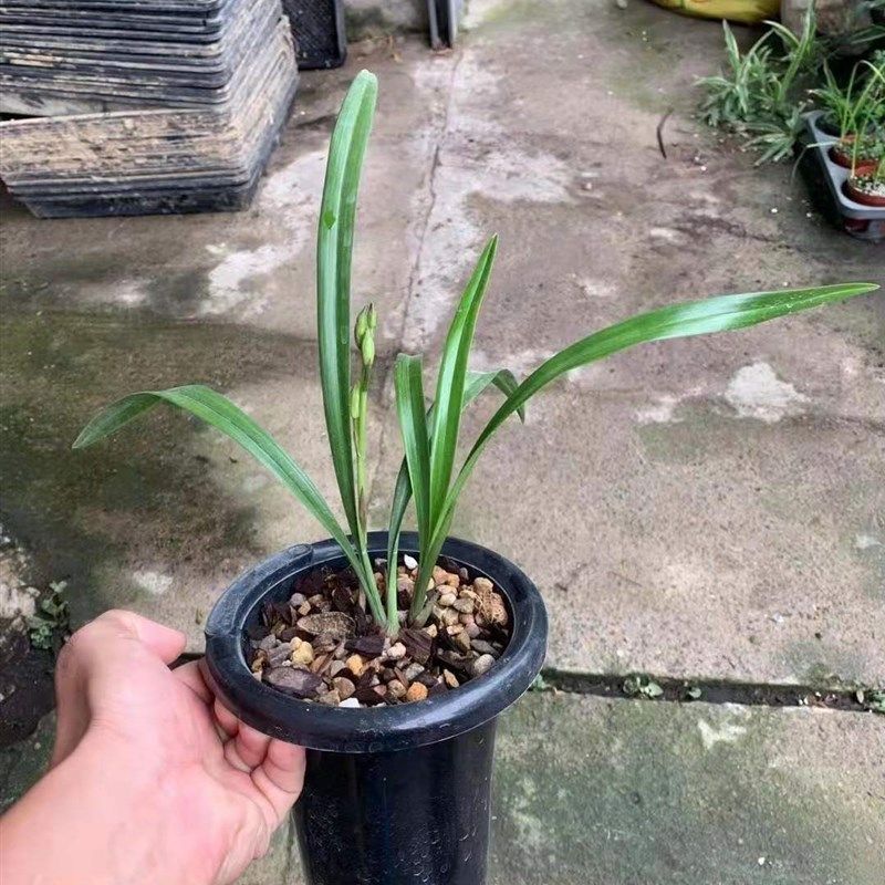 四川自然老种建兰珍贵铭品鹤山彩荷复色大荷开花超香草本盆栽,淘宝优惠券,粉丝福利购,淘宝优惠卷