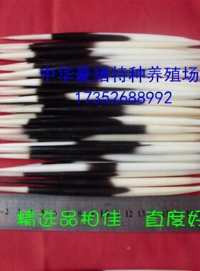刺养豪猪刺 猪刺箭牙 猪刺精 选品相 殖签 鱼漂
