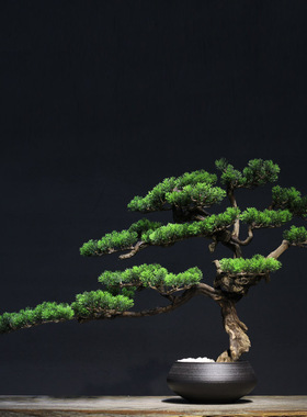 新迎客松陶瓷盆景枯山水微景观绿植家居玄关装饰品