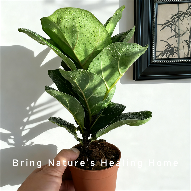 琴叶榕盆栽植物室内外办公室桌面阳台花卉净化空气绿植芭比榕盆景 - 图1