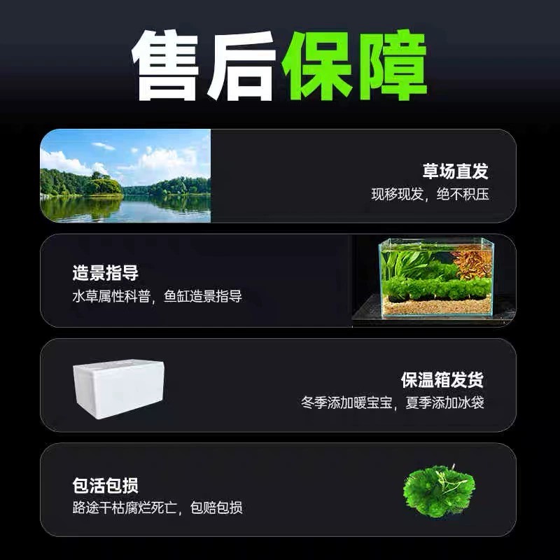 绿菊小坨草缸鱼缸造景真后景水草新手蜈蚣草古法淡水阴性活体植物 - 图2
